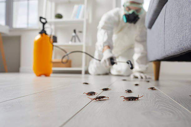 Commercial Rodent Management in Granville